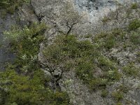 F, Gard, Treves, Gorges du Trevezel 3, Saxifraga-Willem van Kruijsbergen