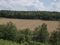 B, Namur, Viroinval, Fondry des Chiens 34, Saxifraga-Willem van Kruijsbergen