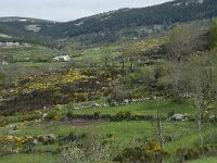 F, Lozere, Le Pont-de-Montvert, Finiels 40, Saxifraga-Willem van Kruijsbergen