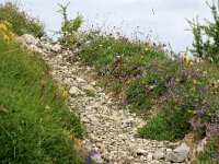 I, Belluno, Cibiana di Cadore, Monte Rite 3, Saxifraga-Foto Fitis-Sytske Dijksen
