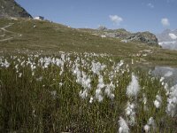 I, Sondrio, Lanzada, Passo Canciano 6, Saxifraga-Willem van Kruijsbergen