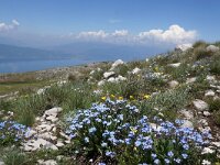 NMK, Ohrid, Galicica, Mt Magaro 2, Saxifraga-Foto Fitis-Sytske Dijksen