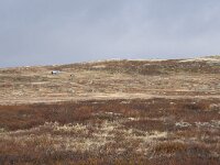 N, Buskerud, Hol, Tuva turisthytte 29, Saxifraga-Willem van Kruijsbergen