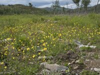 N, Finnmark, Hammerfest, Kvalsund 11, Saxifraga-Willem van Kruijsbergen