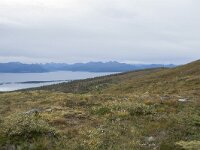 N, More og Romsdal, Molde, Tusenarsvarden 20, Saxifraga-Willem van Kruijsbergen