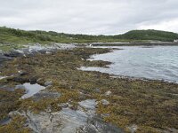 N, Troms, Tromso, Sommaroy 21, Saxifraga-Willem van Kruijsbergen