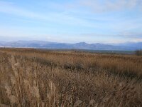 GR, Xanthi, Nea Kessani, Porto Lagos 9, Saxifraga-Dirk Hilbers