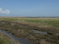 NL, Noord-Holland, Texel, De Schorren 4, Saxifraga-Willem van Kruijsbergen