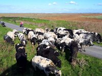 NL, Zeeland, Hulst, Verdronken Land van Saeftinghe 3, Saxifraga-Tom Heijnen