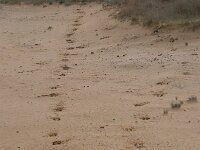 NL, Gelderland, Ede, Nationaal Park De Hoge Veluwe 78, Saxifraga-Luuk Vermeer