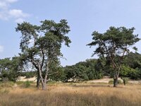 NL, Noord-Brabant, Uden, Bedafse Bergen 2, Saxifraga-Tom Heijnen