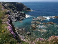 GB, Cornwall, Redruth, SW Coastpath, Portreath Godrevy Point 2, Saxifraga-Foto Fitis-Sytske Dijksen