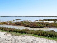 F, Bouches-du-Rhône, Saintes-Maries-de-la-Mer, Etang de l'Imperial 1, Saxifraga-Tom Heijnen