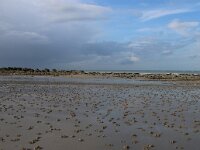 F, Pas-de-Calais, Wissant 36, Saxifraga-Foto Fitis-Sytske Dijksen