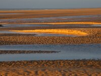 F, Pas-de-Calais, Wissant 46, Saxifraga-Foto Fitis-Sytske Dijksen