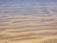 GB, Cornwall, Padstow, Doom Bar 2, Saxifraga-Foto Fitis- Sytske Dijksen