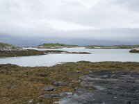 N, Troms, Tromso, Sommaroy 8, Saxifraga-Willem van Kruijsbergen