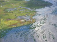 NL, Noord-Holland, Texel, De Schorren 12, Saxifraga-Foto Fitis-Sytske Dijksen