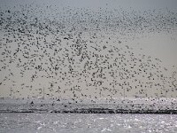 NL, Noord-Holland, Texel, Marsdiep 1, Saxifraga-Foto Fitis-Sytske Dijksen