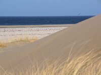 NL, Noord-Holland, Texel, Paal 8 22, Saxifraga-Foto Fitis-Sytske Dijksen