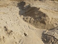 NL, Noord-Holland, Texel, Paal 9 55, Saxifraga-Foto Fitis-Sytske Dijksen