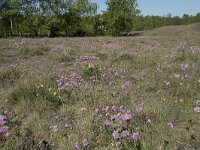 B, Liege, Plombieres 42, Saxifraga-Willem van Kruijsbergen