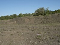 B, Liege, Plombieres 44, Saxifraga-Willem van Kruijsbergen