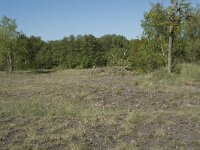 B, Liege, Plombieres 46, Saxifraga-Willem van Kruijsbergen