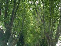 F, Bouches-du-Rhone, Saint Martin-de-Crau 1, Saxifraga-Dirk Hilbers