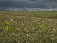 F, Bouches-du-Rhone, Saint Martin-de-Crau, Peau de Meau 16, Saxifraga-Marijke Verhagen
