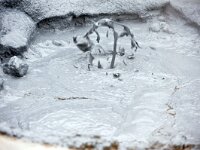 IS, Nordurland eystra, Nordurbing, Namafjall 3, Saxifraga-Dick, Hoogenboom