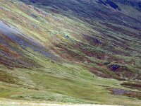 IS, Vesturland, Eyja- og Miklaholtshreppur, Ytri-Raudamelskulur 8, Saxifraga-Dick Hoogenboom