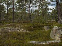 S, Vasternorrlands lan, Kramfors, Skuleskogen 16, Saxifraga-Marijke Verhagen