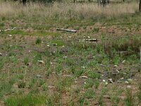 NL, Noord-Brabant, Goirle, Regte Heide, restored mere 1, Saxifraga-Willem van Kruijsbergen
