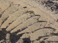 NL, Noord-Holland, Texel 88, Saxifraga-Foto Fitis-Sytske Dijksen