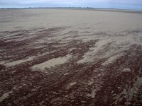 NL, Noord-Holland, Texel, Noorderhaaks 19, Saxifraga-Foto Fitis-Sytske Dijksen