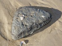 NL, Noord-Holland, Texel, Paal 8 39, Saxifraga-Foto Fitis-Sytske Dijksen