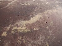 NL, Noord-Holland, Texel, Paal 9 63, Saxifraga-Foto Fitis-Sytske Dijksen