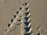 NL, Noord-Holland, Texel, Zuidpunt 5, Saxifraga-Foto Fitis-Sytske Dijksen