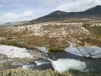 N, Innlandet, Sel, Peer Gynt Hytta 111, Saxifraga-Willem van Kruijsbergen