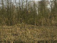 116-381, O, 2013-03-13, NL- Marijke Verhagen, 116044-381652, Baarle-Nassau