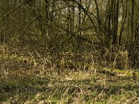 116-381, W, 2013-03-13, NL- Marijke Verhagen, 116044-381652, Baarle-Nassau