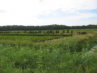 142-409, Z, 2013-08-11, NL-KeesLaarhoven, 142575-409450, Heusden : Gement2013