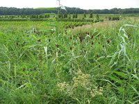 142-409, Z, 2013-08-12, NL-KeesLaarhoven, 142575-409450, Heusden : Gement2013