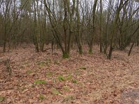 148-387, O, 2015-2-11, NL-Peter Vlamings, 148503-387547, Oirschot