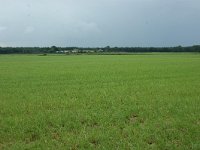 173-381, Z, 2011-05-15, NL-Leo Schutter, 51.422323 NB-5.653169 OL, Someren