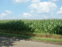 173-383, O, 2011-07-15, NL-Leo Schutter, 51.440414 NB-5.653103 OL, Someren