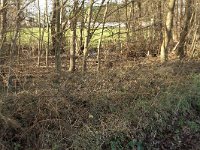 177-379, W, 2012-12-30, NL-Tiny de Krom, 51.403305 NB-5.710536 OL, Someren