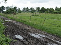 177-395, W, 2012-06-09, NL-Tiny de Krom, 51.549226 NB-5.707783 OL, Gemert-Bakel