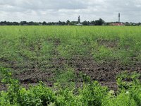 177-395, Z, 2012-06-09, NL-Tiny de Krom, 51.549226 NB-5.707783 OL, Gemert-Bakel